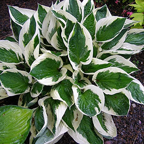 Hosta pflanze winterhart,hosta pflanze winterhart,Fiori Incredibilmente i,Splendidi Colori,-1,10Bulbis