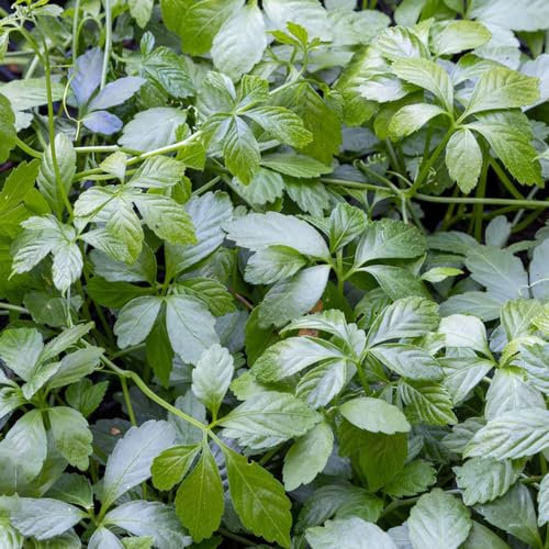 200 pcs jiaogulan samen bio kräuterbeet winterfeste pflanzen für balkon kräuter samen plants indoor kräutergarten kleine geschenke pflanzenkübel gartenkräuter pflanzensamen heilkräuter