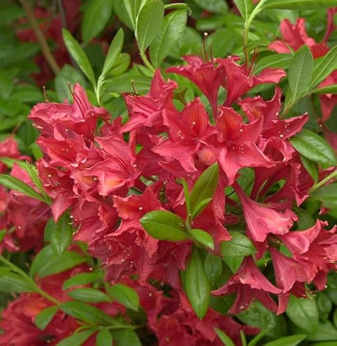 Rhododendron Karminduft 40-50cm - Rhododendron viscosum - lebende Gartenpflanze aus den Baumschulen