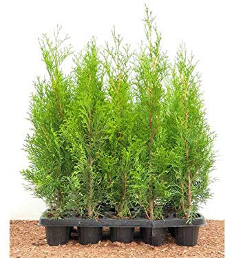 Thuja occidentalis ‘Smaragd’ 40 cm (100 Stück) – Winterhart, Immergrün, Pflegeleicht – Lebensbaum – Heckenpflanze für Garten & Sichtschutz