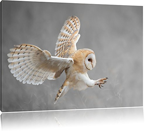 Pixxprint Fliegende Weiße Eule bei der Jagd, Größe: 80x60cm, Leinwandbild, fertig gespannt, Wandbild, Dekoration, Kunstdruck, kein Poster