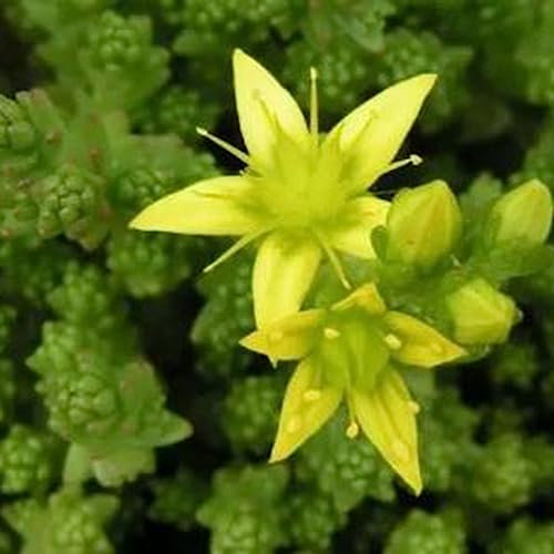 Luojuny Semi di Sedum Aizoon, 100Pcs Semi di Sedum Aizoon Sano Nutriente Commestibile Sedum Golden Moss Stonecrop Sedum Acre Seeds per la casa Seme