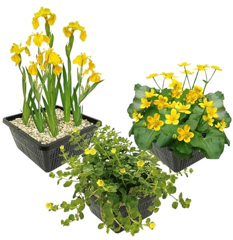 vdvelde.com - Gelbe Wasserpflanzen - - Gelbe Lis, Pfennigkraut, Gepunktete Blume - 12 Pflanzen - Platzierung: -1 bis -10cm
