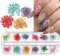 Getrocknete Blumen Nagelkunst 3D Nail Dried Flowers Sticker 12 Farben Trockenblumen für Nägel Trockene Blumen Nail Art Dekorationen