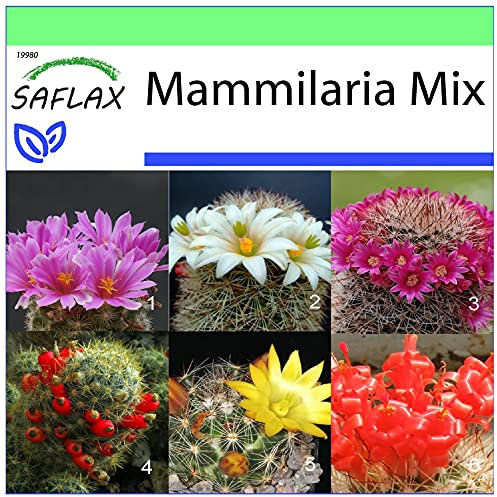 SAFLAX - Kakteen - Mammilaria Mischung - 40 Samen - Mammilaria Mix