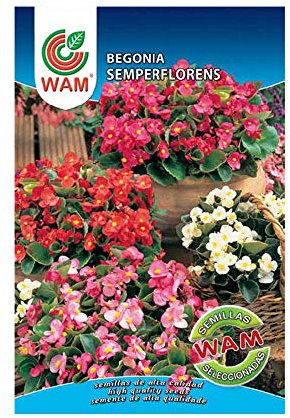 WAM Semillas de Begonia Semperflorens, Sobre Clásico 0,1 gr