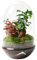 Terrario Plantas Cristal - Cúpula con Ficus Ginseng y Fittonia | Jardin Eterno en Cristal o Ecosistema Cerrado | Ideal para Decoración Hogar | Mediano, 30 cm x 19 cm