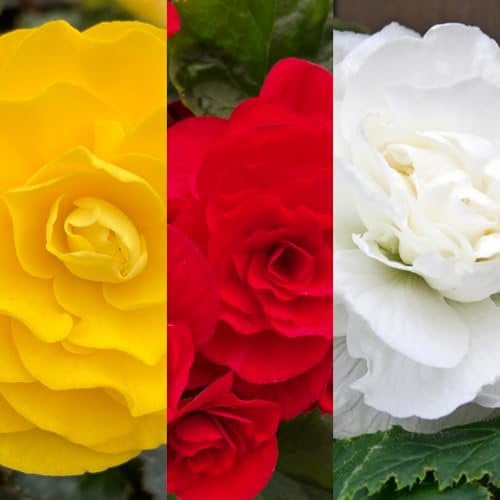 Carbeth Plants - 20 x Begonia Double Traditional Mix Summer Tubers - Large Headed Flowering Perennial Bulb Corms - Garden Bulbs for Planting Outdoors - Grow in Beds, Borders and Patio Pots