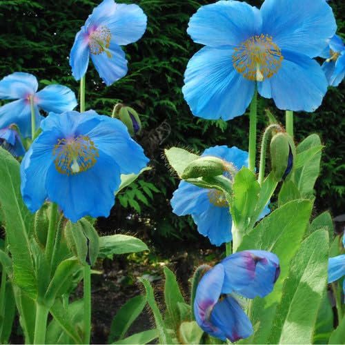 Plant World Seeds - Meconopsis 'Lingholm' (ex Grandis) Seeds (Perennial Flower Seeds)
