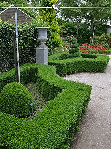 Buchsbaum 80-100 cm. 12 Buxus Pflanzen. Buchsbaum Hecke: immergrün & winterhart