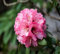 Nuovi semi di fiori di rododendro freschi 100 pezzi 100 pezzi rosa