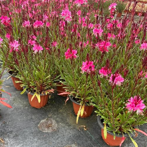 prachtkerze winterhart, garten hochbeet stauden 90samen
