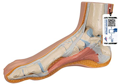 3B Scientific M30 Modell eines normalen Fußes und kostenlose Anatomie-Software – 3B Smart Anatomy (evtl. nicht in deutscher Sprache)