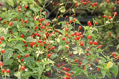Desert Tepin ChiliMother Of All Peppers,- SUPER HOT - 250,000 Scoville Unit(30 Seeds)