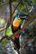 Fabulous Poster Plakat Tukan im Wald Tierwelt Vogel