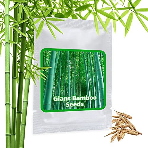 Giant Bamboo Seeds 60 pcs I Moso Bamboo I UK Hardy I Grows up to 8-10 metres in Record Speed