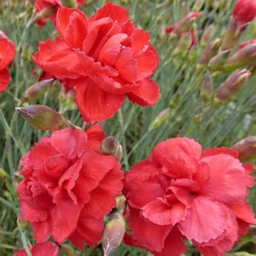 6 x Œillet mignardise 'David' - Dianthus Plumarius 'David' - Godet 9x9cm - Fleurs roses, parfum délicat, bordures