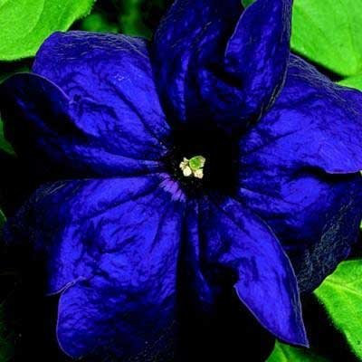 Ponak New Fresh 100 Stück blaue Petunien-Blumensamen