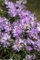 Rhododendron impeditum 'Ronny' 20-25 cm - Zwerg-Rhododendron, violette Blüten, Blütezeit April-Mai, ideal für Steingärten, winterhart und pflegeleicht