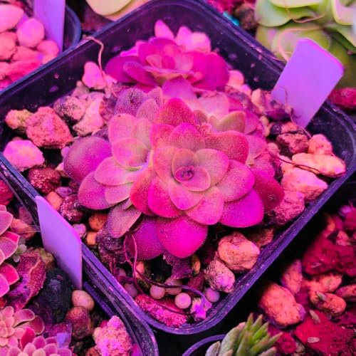 Semi di piante carnivore di Butterwort, Piante d'appartamento, decorazioni da giardino per esterno Piante per luoghi soleggiati, decorazione del giardino Semi di bonsai, giardino 100pcs