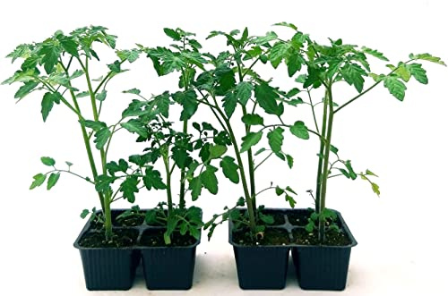 POWERS TO FLOWERS - POMODORO CILIEGINO NERO, 8 PIANTE BIO, Piante vere