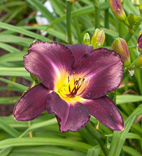 Taglilie Strutters Ball - Hemerocallis - Gartenpflanze