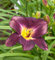 Taglilie Strutters Ball - Hemerocallis - Gartenpflanze