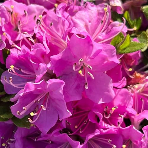 Azalea Japonica ‘Pink’ - Hardy Shrub - Pretty Pink Flowering - Evergreen Glossy Foliage - Easy to Grow Your Own - Ideal - Low Maintenance - 1x 17cm Potted Plants by Thompson and Morgan