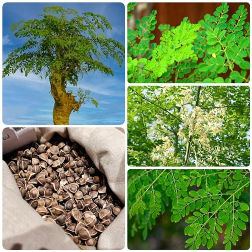 70 Pcs Moringa Samen Bio - Bonsai Topf, Saatgut Alte Sorten (Moringa Oleifera) Bonsai Tree Bäume Pflanzen, Bio Saatgut Gartensamen Bäume Kaufen Plants, Geschenk Garten Zimmerpflanzen