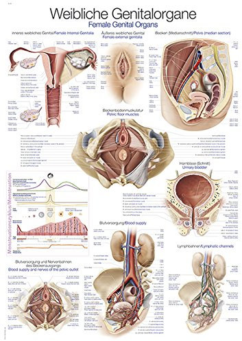 LehrtafelWeibliches Genital, 70x100cm