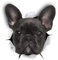 Sticker-Designs 10cm! Klebe-Folie Wetterfest Made-IN-Germany schwarz French Bulldog Französische Bulldogge Hund D799 UV&Waschanlagenfest Auto-Aufkleber Profi-Qualität!