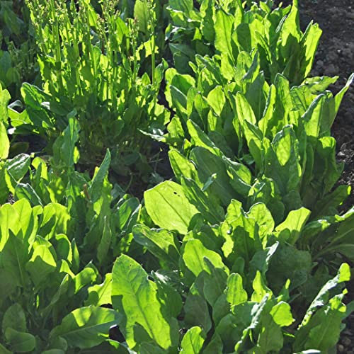 Sorrel Broad Leaved Seeds - 'Rumex acetosa' - 1000 Perennial Seeds