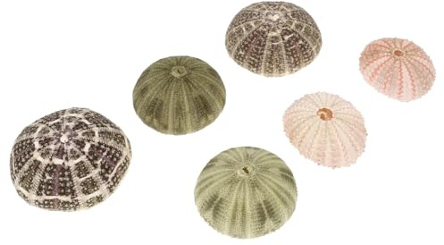 Abaodam Lot de 6 Jardinières en Coquilles D’Oursin Décoratives pour Plantes Aériennes Matériau Coque Naturel Tailles Variées Déco Maison et Bureau Accessoires Couleur Aléatoire