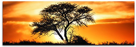 Paul Sinus Art Panoramabild auf Leinwand und Keilrahmen 120x40cm Afrika Kalahari Baum Sonnenuntergang