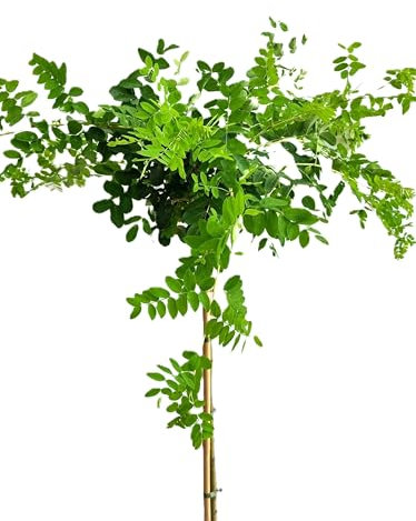 Caragana arborescens 'Pendula' Hänge-Erbsenstrauch Hochstamm 80 cm