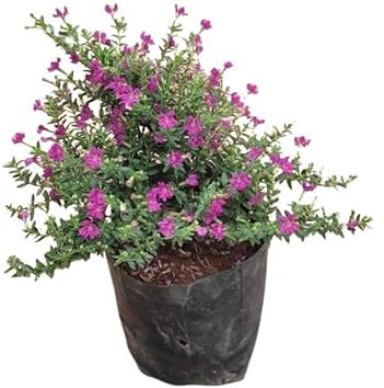 Cuphea Natural Planta Perenne y de Exterior - Flores Naturales