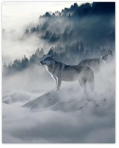 H1944Z_PL1Q Foto-Poster, Wölfe in der Natur, 40 x 50 cm