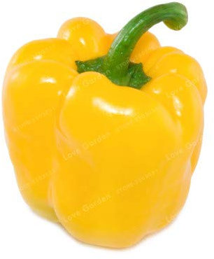 Semi: 50 Stück 5 Colori Pepper Bonsai Verdura Bonsai Chili Pepper Dolce colorato SGramss Bonsai Commestibile Balcone Bonsai Anzahl: 1