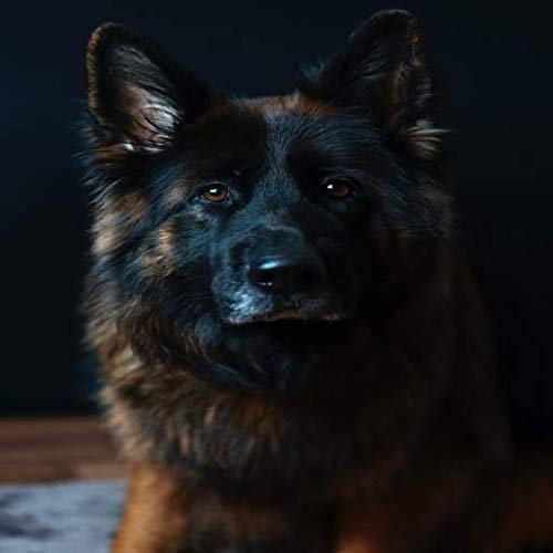 The most beautiful pictures and wallpapers of dogs