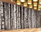 Fototapete 3D Tapete Kinderzimmer Deko Birkenstamm Tapeten Vliestapete Wandbilder Wohnzimmer Schlafzimmer Wanddeko 350cmx256cm