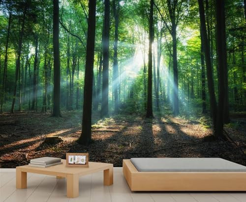 Wald Tapete Natur Wandbilder für Wohnzimmer Grüne Mädchen Schlafzimmer Tapete Morgensonne Baum Kinder Tapete für Schlafzimmer Wohnzimmer Großes Wandbild Poster 365 X 254 cm