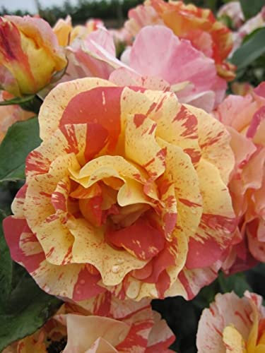 Baumschule Pflanzenvielfalt Edelrose Alfred Sisley® - Rosa Alfred Sisley® - Malerrose - rot-orange-gelb-weiß - Duft+++