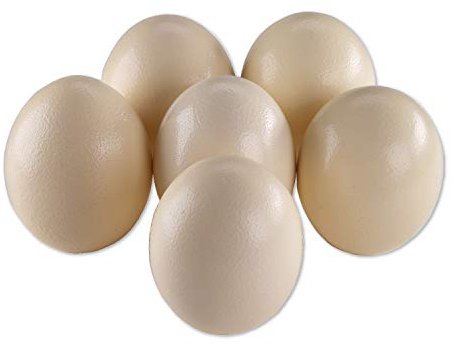 6 Straußeneier aus Südafrika - 1A Qualität - Straußenei - Größe ca. 13-16cm - naturbelassen, entleert, ausgeblasen und gereinigt