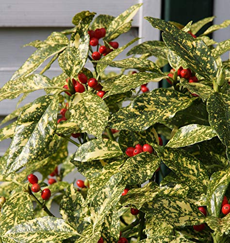 Japanische Aucube Variegata 40-60cm - Aucuba japonica Variegata - lebende Gartenpflanze aus den Baumschulen