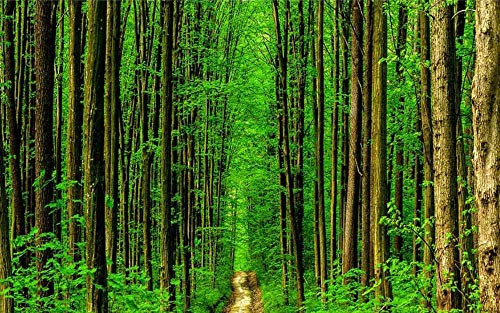 Papier Peint Sentier Panoramique Des Bois Verts Papier Peint Fresque Intissé 3D Papier Peint Panoramique Nature Peinture Murale Chambre Salon 430x310cm