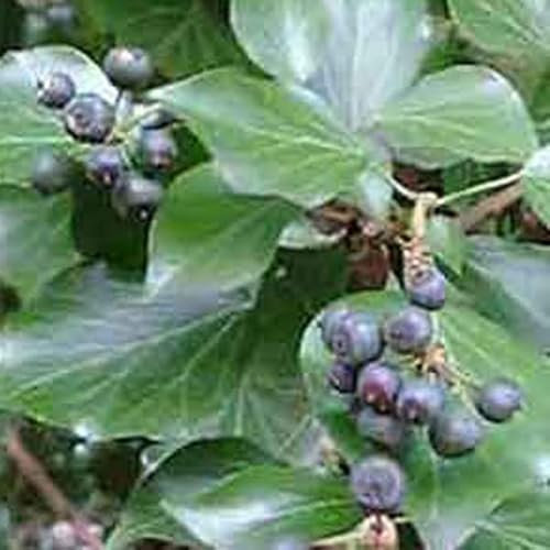 3 x Hedera Helix 'Arborescens'- Strauch-Efeu 'Arborescens' 30-40 cm im Container - Efeu aus Kolchis 'Arborescens'.