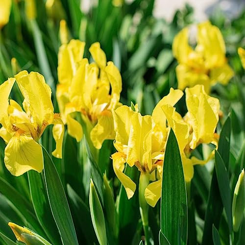 3 Zwiebeln Schwertlilien Winterhart Mehrjährig Frühlingsblumen Iris Frühjahrsblüher Blumenzwiebeln Mehrjährig Winterhart Frühblüher Zwiebeln Winterharte Pflanzen Für Garten Frühlingsblumen