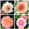 Dalia bulbi/bulbi dalia perenni-Bulbi di fiori ornamentali resistenti, piante da balcone-E-2 bulbi