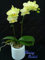 50 PC Mini Orchideensamen Mini Bonsai Blume Phalaenopsis-Orchideen, seltene Phalaenopsis Blumensamen für zu Hause Gartenbedarf 16