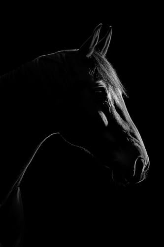 Planetee Affiche Minimaliste Cheval Capturé en Silhouette Noir et Blanc Décoration murale intérieur Poster A2